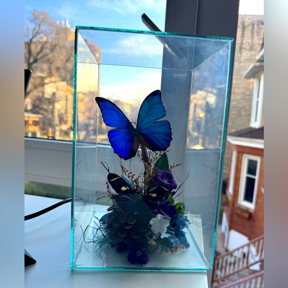 Unique Buterflies Blue and Brown in glass terrarium